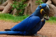 Сині та блакитні птахи: ТОП-25 види – фото, назви опис